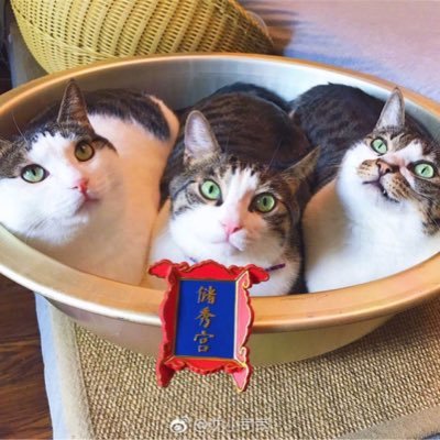 烧麦团子さんのプロフィール画像
