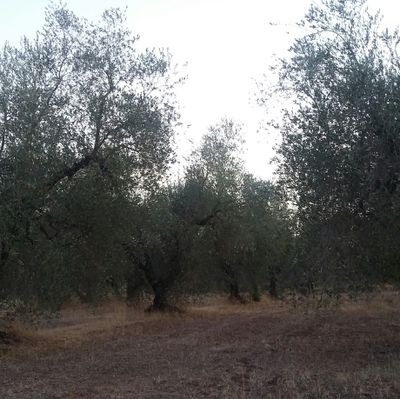 barbaracannelli's profile picture. 