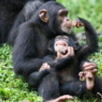 Monkey Friendly (@monkeyfriendly) 's Twitter Profile