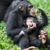 Monkey Friendly (@monkeyfriendly) Twitter profile photo