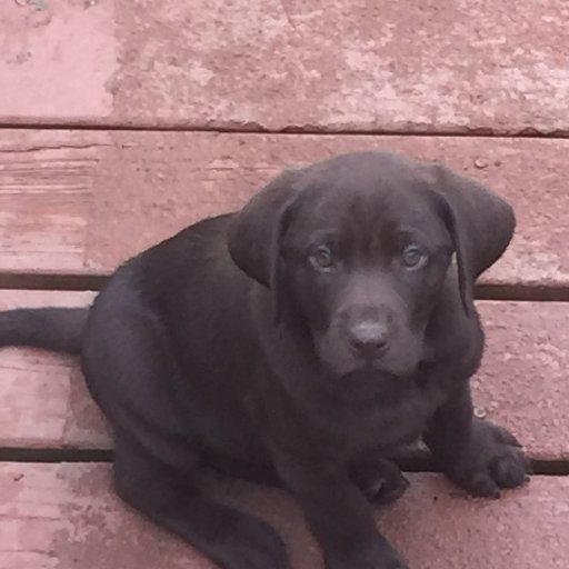 gundoglisting's profile picture. Find the world-class breeders offering puppies, started, finished dogs, stud dogs, & training services for Hunters, Families & Trainers.