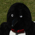 Penguin Penguin (@mcvpenguin) Twitter profile photo Penguin Penguin (@mcvpenguin) Twitter profile photo