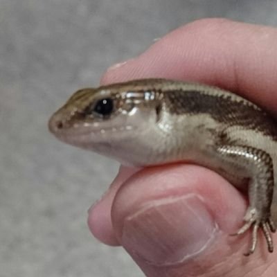 RcP7RCF2mFnnFhd's profile picture. 生き物好きなしがない男子高校生です。ディズニー/TIDY/爬虫類/両生類大好き。
相互フォロー/無言フォローすいません。アカハライモリ、アベニー、ウーパー、ザリガニ、ニホントカゲ、熱帯魚、アカテガニ、ファイヤーサラマンダー飼育中
生き物以外のことも呟きます