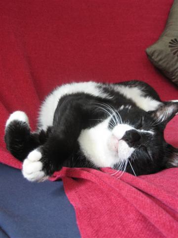 ShareenWong's profile picture. Travelholic, Retailer, Radio Presenter, Foodie. Loves good tunes, cuddly pussies (cats) & a side of anything dipped in DARK chocolate...