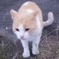 「どらねこコンピューター社」のtwitterです。CEOは猫です
🐟猟師CP、AI最新鋭CAT.NYAN言語
chotちょっと🤏GPT.精製AI・
NYANCATあるごりずむ.
保護ネコがCEOで従業員全員が発信します🌏🚀認知症介護中🐈 バケラッタ😋