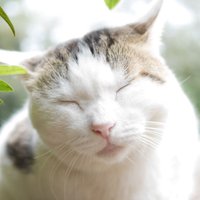 たっぷる (@kuronekotappu) 's Twitter Profile
