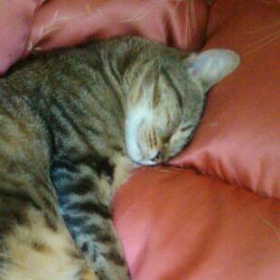 moonZero's profile picture. 