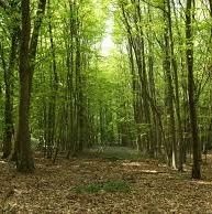 PQ_Arah's profile picture. 