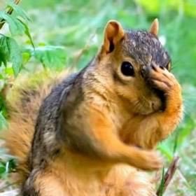 I'm just a squirrel with a nut allergy.