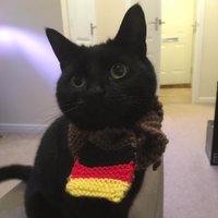 Languages Cat(@LanguagesCat) 's Twitter Profile Photo