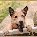 Gina Carr - @PeopleForPets - Twitter