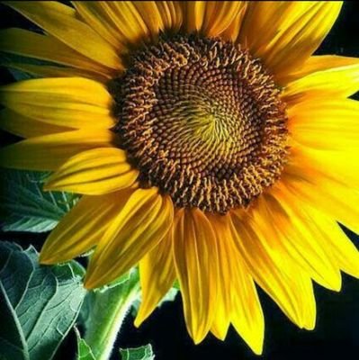 benpashtone's profile picture. ‏‏‏هدوء