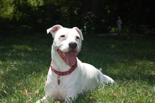 DogTrainerErica's profile picture. My training is based on mutual respect and clear communication, specifically designed with you and your dog in mind.