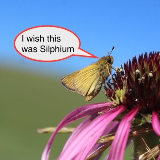 U of MN. dept plant bio... Silphium troll. I RT&endorse Silphium pics... 
GRFP examples: https://t.co/tzxD646zJV 
videos about evolution https://t.co/rk2I1zDFbR