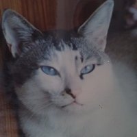 みけにゃん (@ffbbp977) 's Twitter Profile