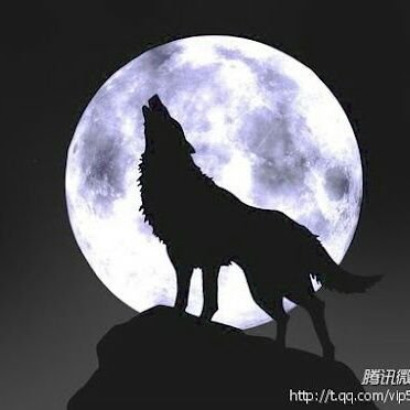 Leon0x14's profile picture. leonは飼っていた犬の名前