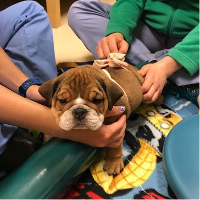 JamieLPeyton's profile picture. Veterinarian, passionate about caring for all animals and progressing veterinary Integrative pain and burn care ❤️