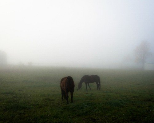 A place to find apparel for the horse enthusiast.