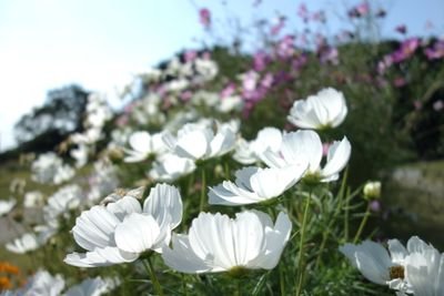 Praesepe19's profile picture. 平和と人権、民主主義は、努力して作り出し、守るもの。これまで努力された祖父母や父母の世代に感謝します。今こそ、子供たちや未来の世代のために、私たちが努力する番です。

日本国憲法 第十二条
「この憲法が国民に保障する自由及び権利は、国民の不断の努力によって、これを保持しなければならない。」