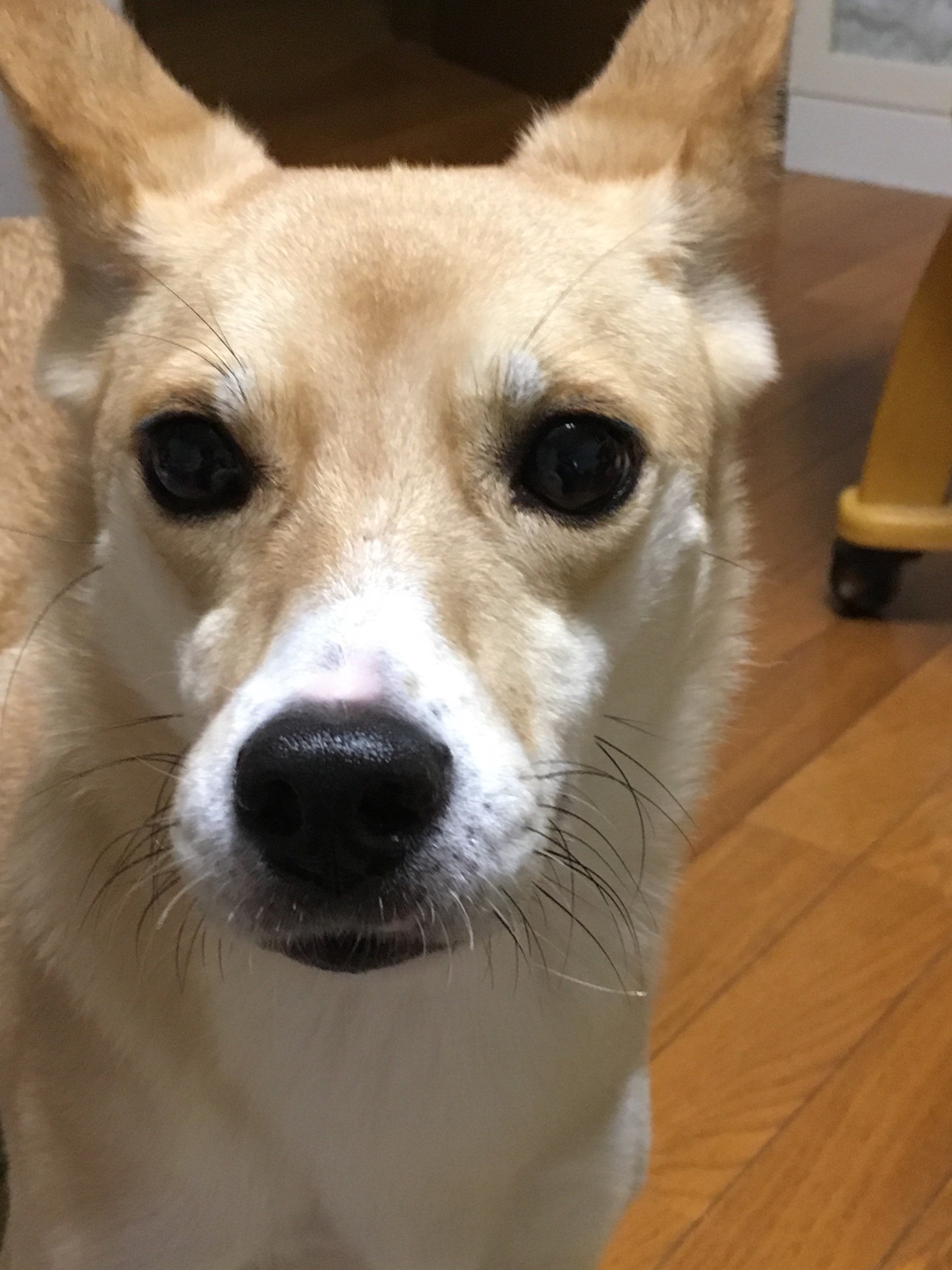 狐犬さんのプロフィール画像