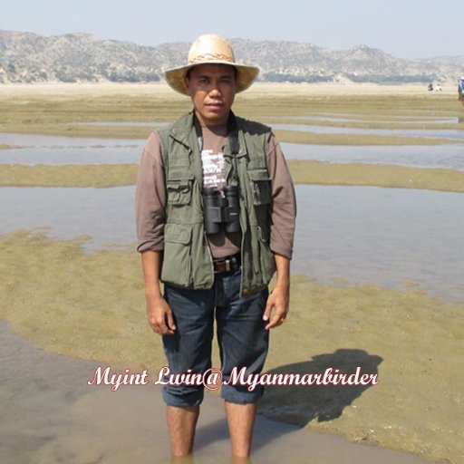 A local birding tour operator specializing in birding & nature tours in Myanmar. Email:myanmarbirdingadventures@gmail.com