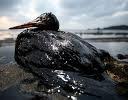 oilspillblog's profile picture. Get the latest news, reports and discussion about the 2010 Gulf of Mexico oil spill
