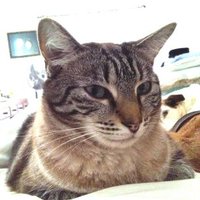 Ruu ๐บ๐ฆ ๐ซ๐ฎ ๐ต๐ฑ ๐ฎ๐ฑ ๐จ๐ฆ ๐ฉ๐ช๐ฌ๐ง (@shazzycat10) 's Twitter Profile