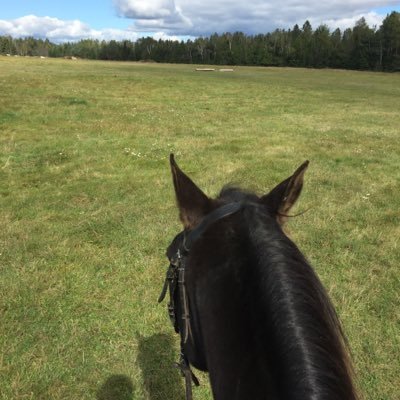 EquestriPolls's profile picture. Living life under 5 ft. Also happen to make polls. Enjoy!