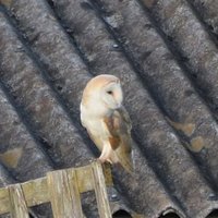 Sanctuary Cornwall (@sanctuarycornwl) 's Twitter Profile Photo Sanctuary Cornwall (@sanctuarycornwl) 's Twitter Profile Photo