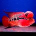 FishIncLtd (@fishincltd) Twitter profile photo FishIncLtd (@fishincltd) Twitter profile photo