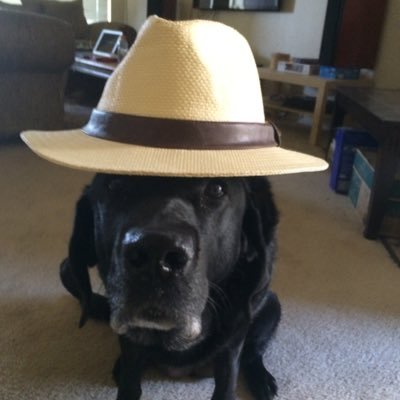 antifah_Q's profile picture. Cynical optimist. Loves cooking, dogs, and proper punctuation.