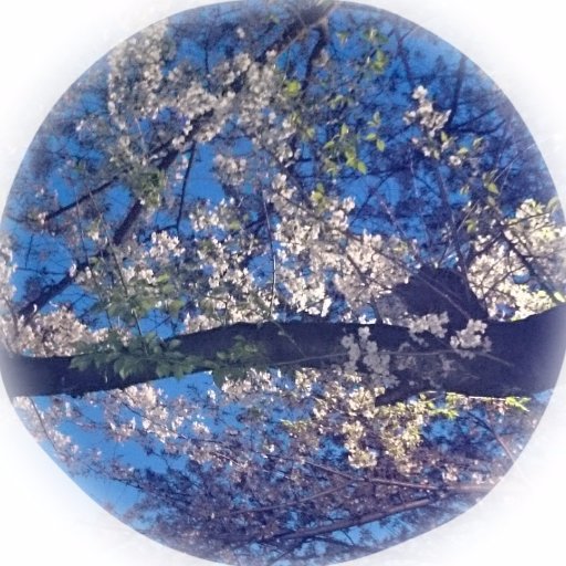 Taipiridae001's profile picture. 最近はゲームするのにもtwitterがあった方が便利らしい。マスターだったりbotだったり。