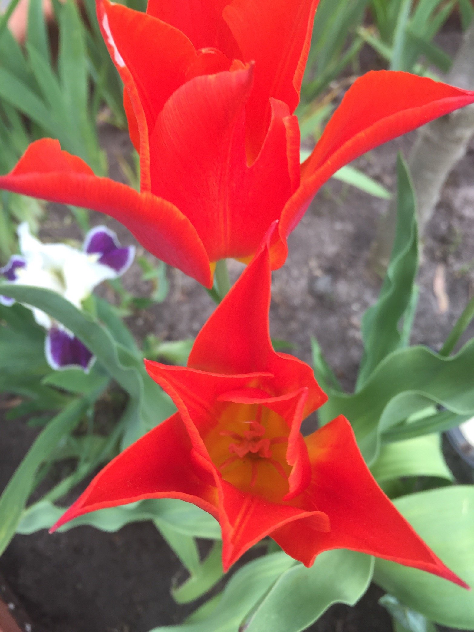 Juliettevenus's profile picture. 