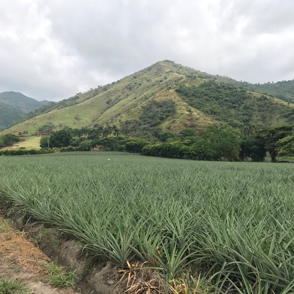 por el bien del campo colombiano solo derecha. Capitalización