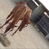 ‏﮼محمد ﮼العنزي (@mohamedd_974) Twitter profile photo