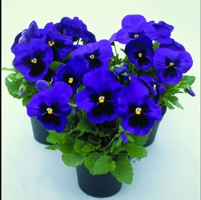 Robots rock!
#DisasterAssistTeam
I LOVE FLOWERS, floofy things, & many kinds of tech. ♿