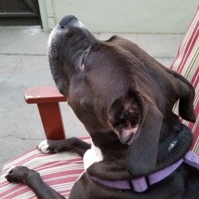tealoft's profile picture. she/her