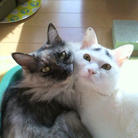 保護猫たちを溺愛中です♡♡ 猫に限らず、すべての動物たちをこよなく愛しています( *¯ ³¯*)♡ #犬猫殺処分廃止 #動物実験廃止 #動物愛護法改正 #動物虐待犯厳罰化 #里親募集 #茨城県 #生体販売店の廃止