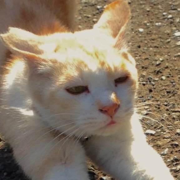 ukkarey's profile picture. 