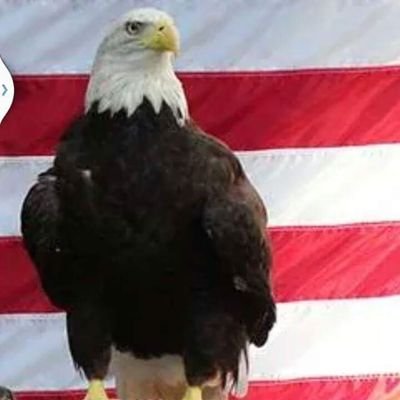 sparkey03's profile picture. Christian,  Conservative,  Wife, Mother, Grandmother  #MAGA #TRUMP/PENCE