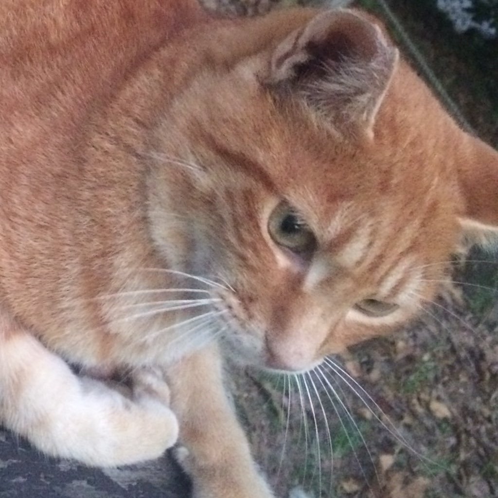 naoto_chatgtp's profile picture. 