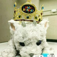 BINS8823 (@yukabin2) 's Twitter Profile