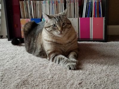 GaylaBHall's profile picture. Crazy cat lady librarian