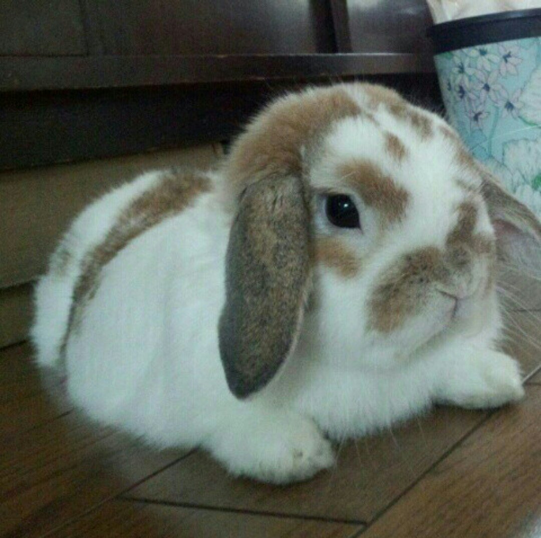 としきさんのプロフィール画像