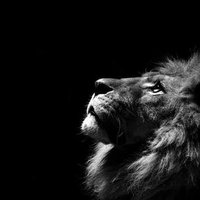 صلاح العنيد (@xeuv04xgd05r6ac) 's Twitter Profile