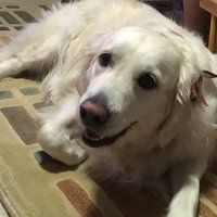 Nadeane McKeown (@mme_mckeown) 's Twitter Profile Photo Nadeane McKeown (@mme_mckeown) 's Twitter Profile Photo