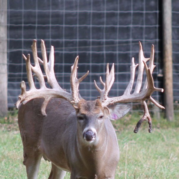 A deer farm in the Upper Peninsula of Michigan - raising trophy-class whitetails through superior genetics