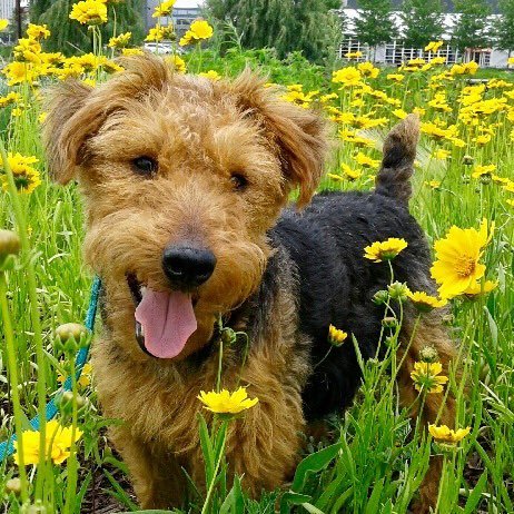 hbelongia's profile picture. Auntie. Welshie Mom. IP Lawyer. Triathlete. Pearl Jam Follower. Book Lover. Packer & Brewer Fan.