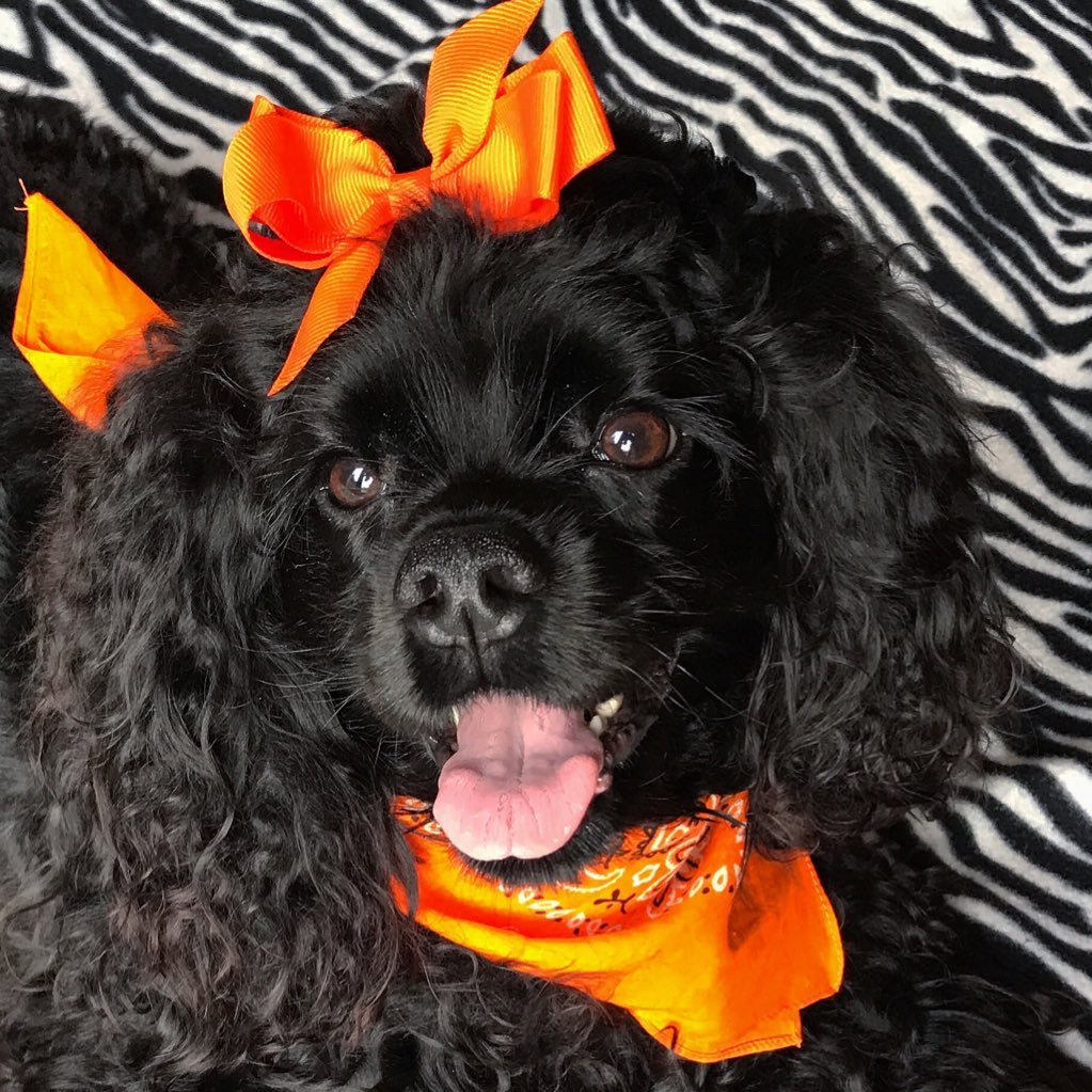Tweets about all things dog and Layla the American Cocker Spaniel pup.