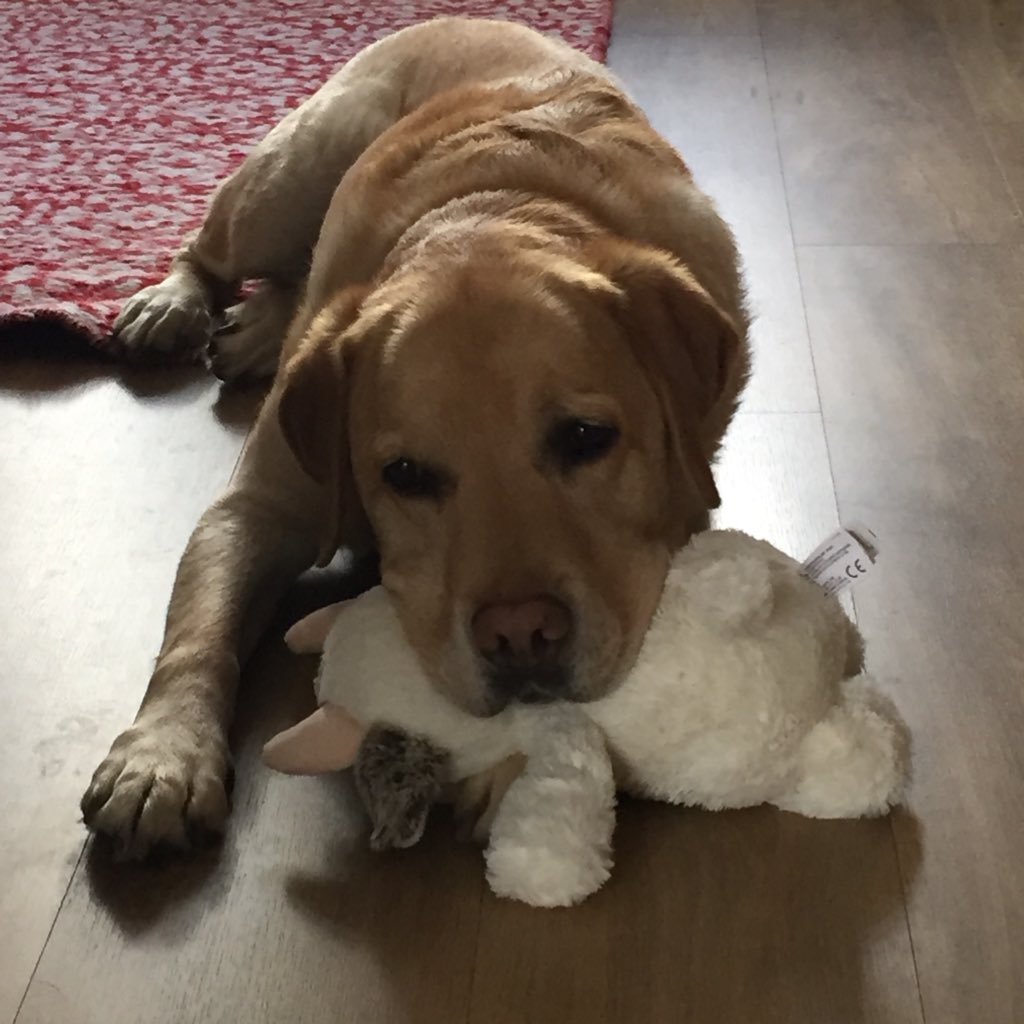 13 year old yellow Lab, loves slow walks with lots of sniffs, going to work with my mum, eating and sleeping. Not necessarily in that order.